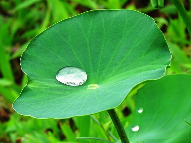 lotus-leaf